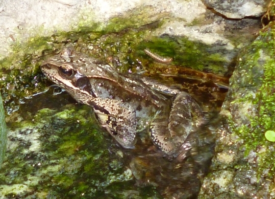 Che specie ? Rana temporaria (MI)