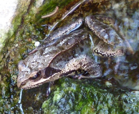 Che specie ? Rana temporaria (MI)