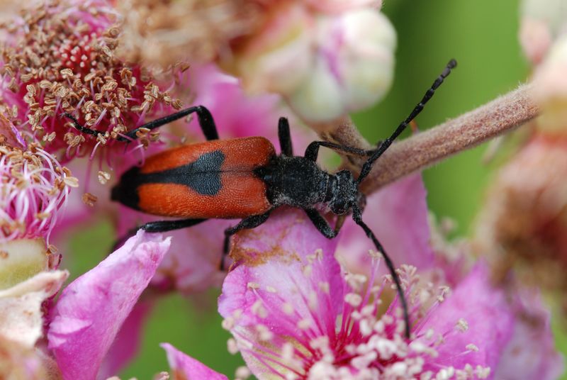 Cerambycidae: Stictoleptura cordigera ssp. cordigera