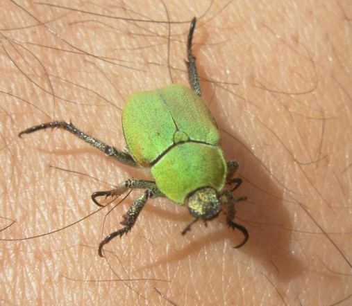 Hoplia sp. (Rutelidae) dal Pollino