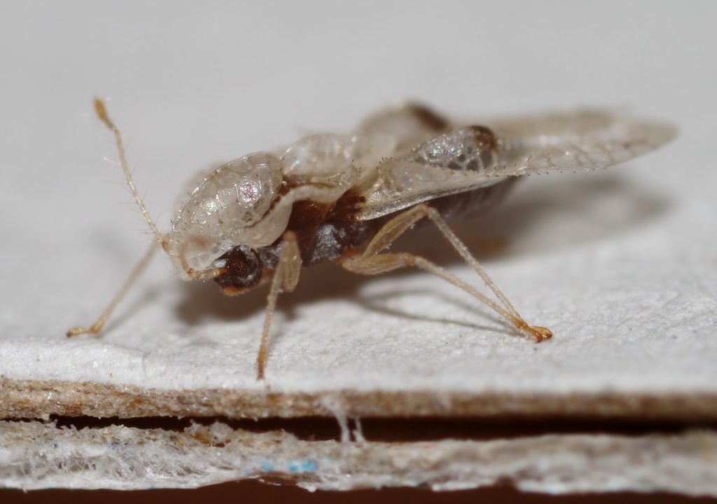 Tingidae: Corythucha ciliata della Liguria (SP)
