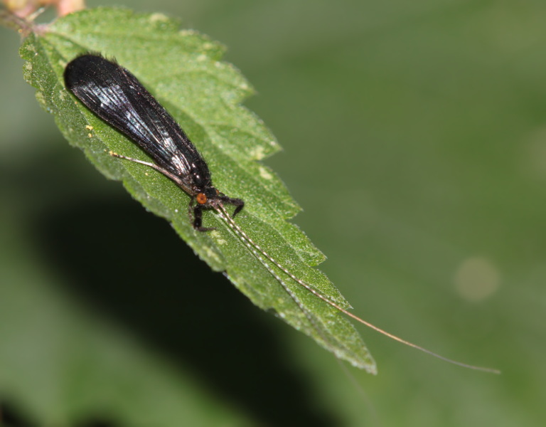 Mystacides azurea