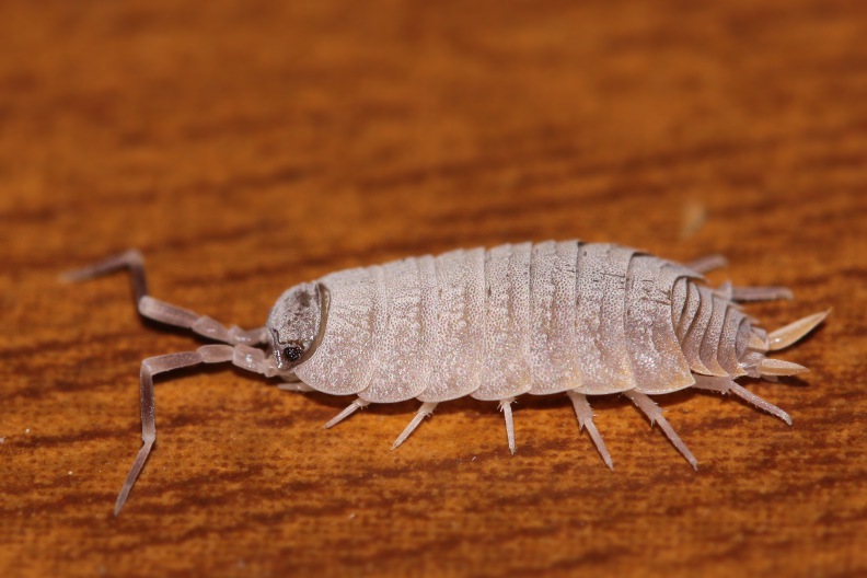 Porcellionides sp.