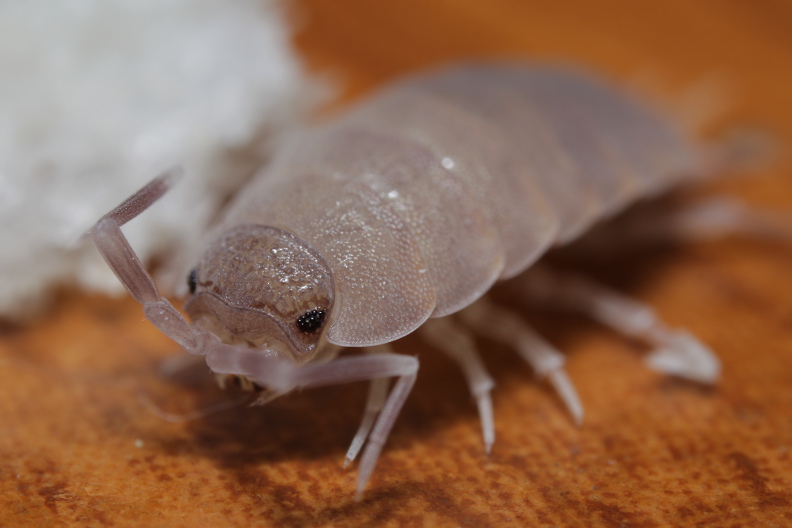 Porcellionides sp.