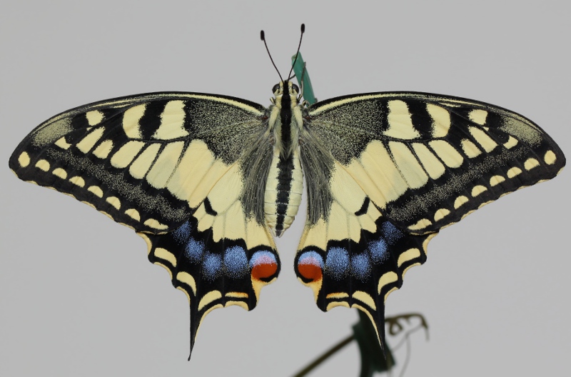 Papilio machaon - ciclo vitale