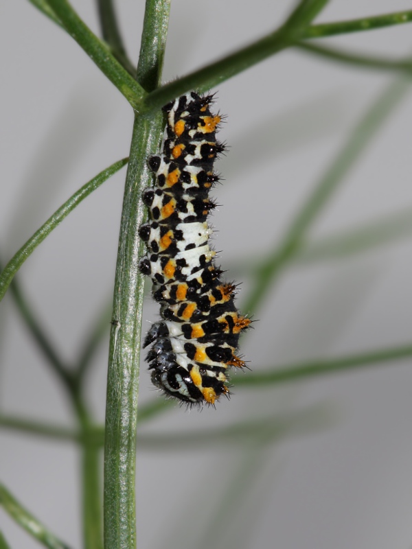 Papilio machaon - ciclo vitale
