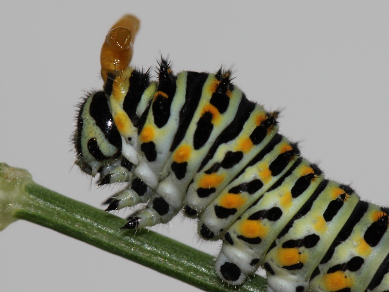 Papilio machaon - ciclo vitale