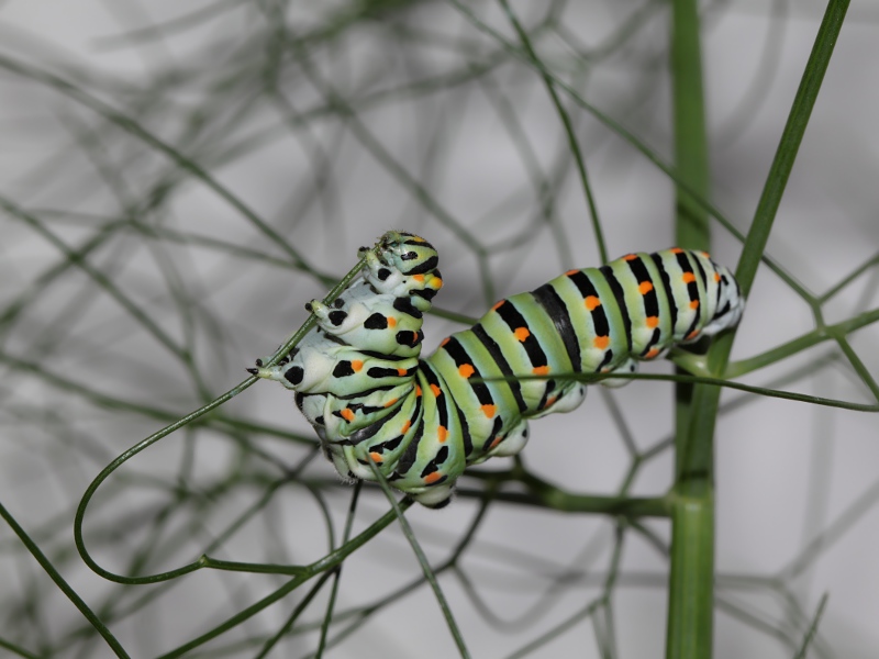 Papilio machaon - ciclo vitale