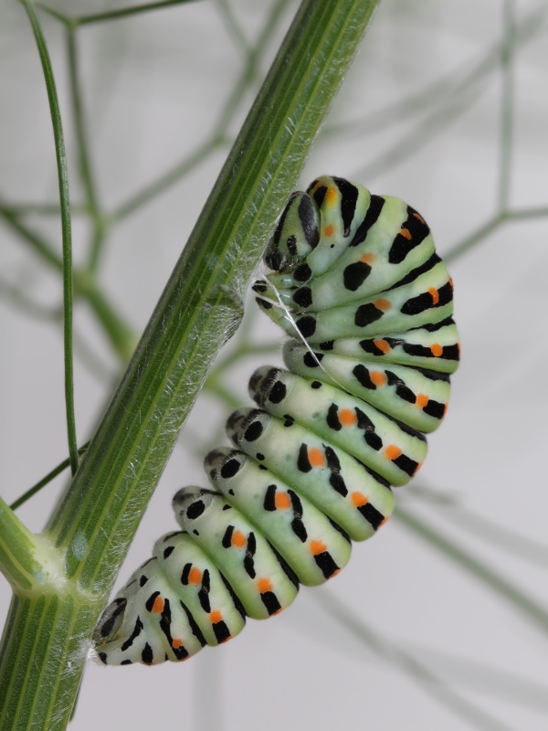 Papilio machaon - ciclo vitale