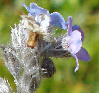 Monte Crammont 2 (Valle D''Aosta) - Myosotis cfr. alpestris