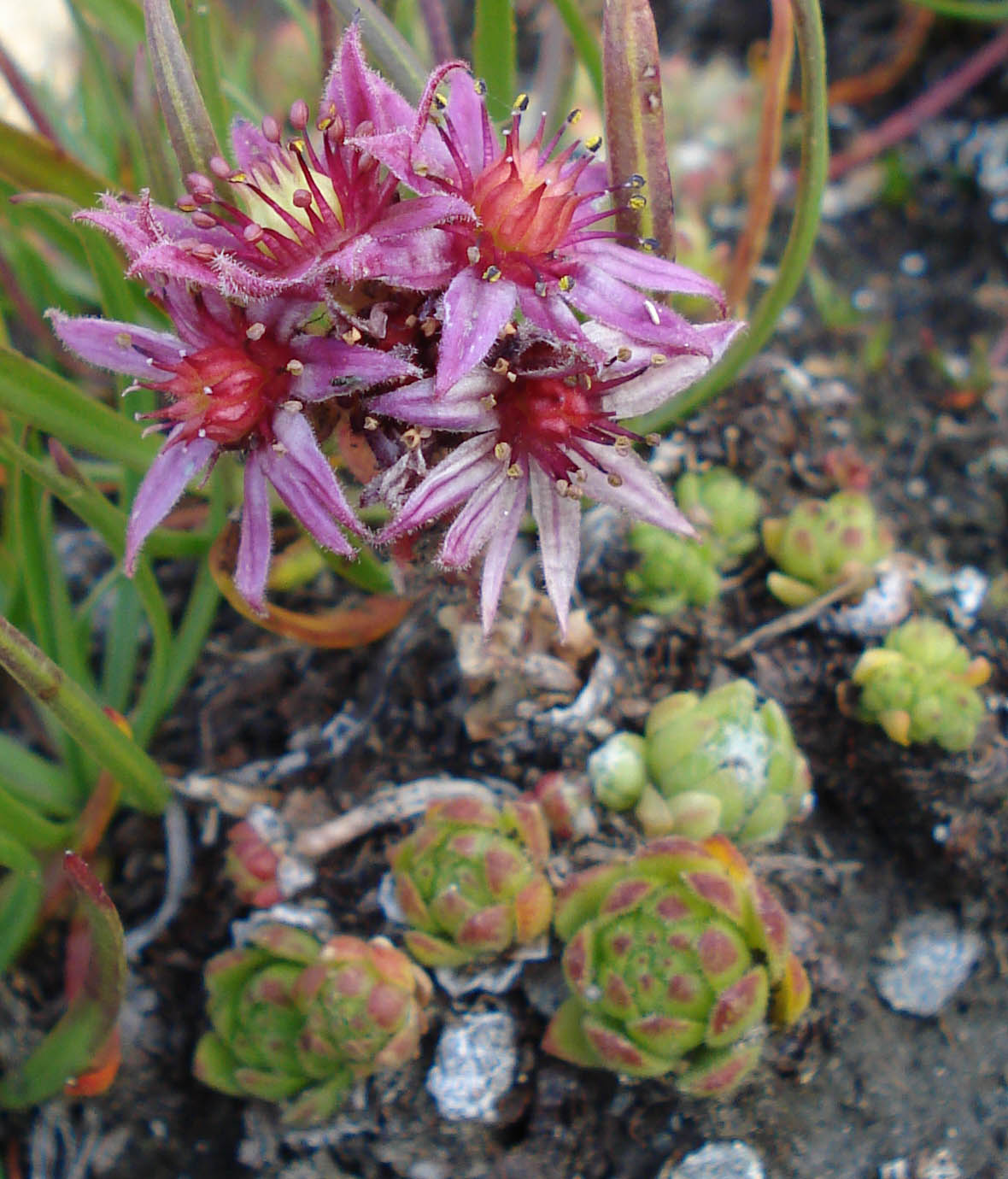 Monte Crammont (Valle D''Aosta) - Sempervivum montanum