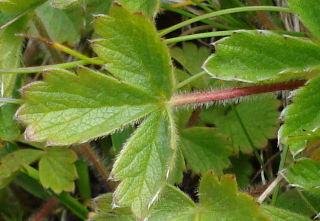 Monte Crammont (Valle D''Aosta) - Potentilla cfr. grandiflora