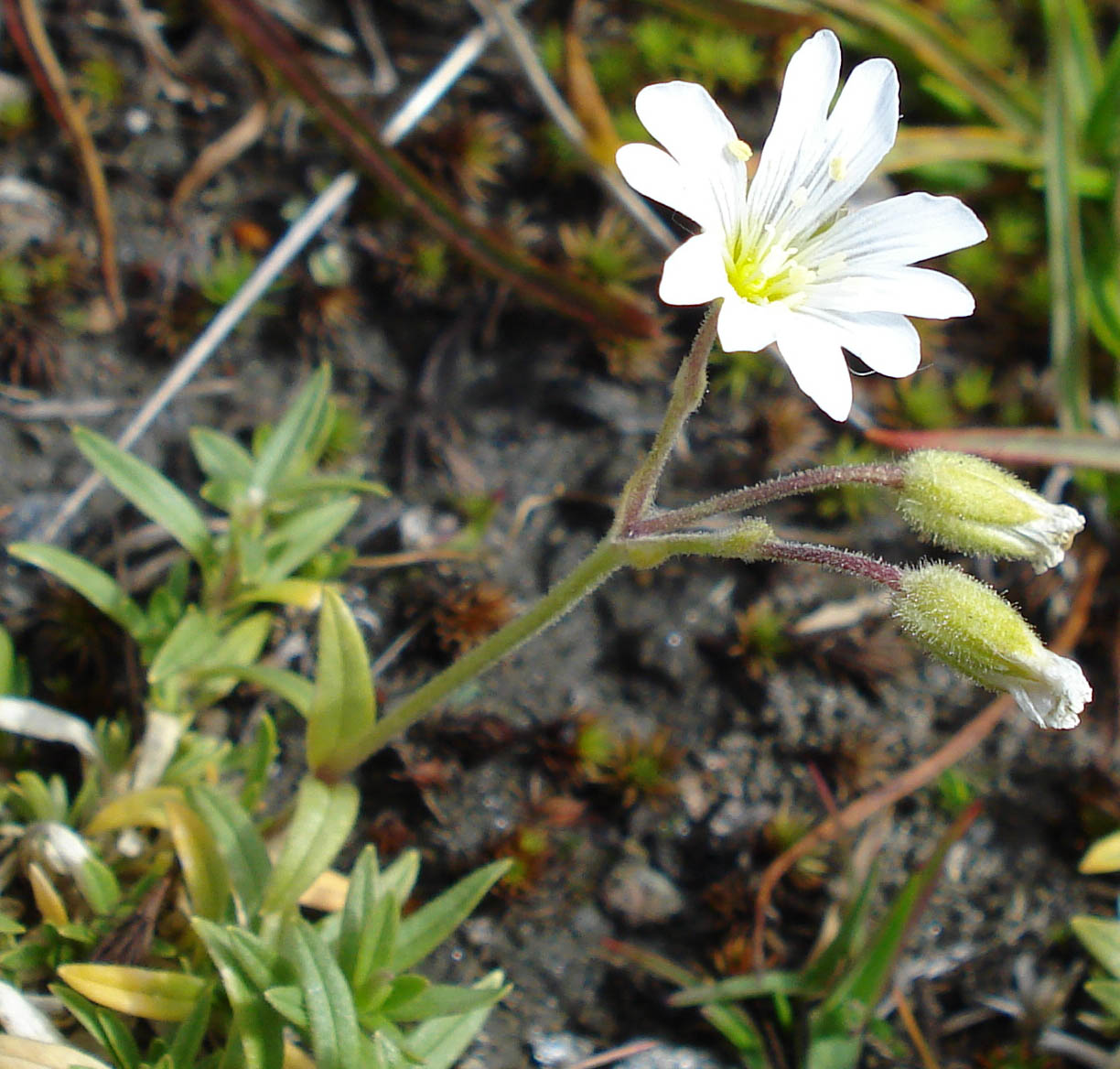 Monte Crammont (Valle D''Aosta) - Cerastium arvense