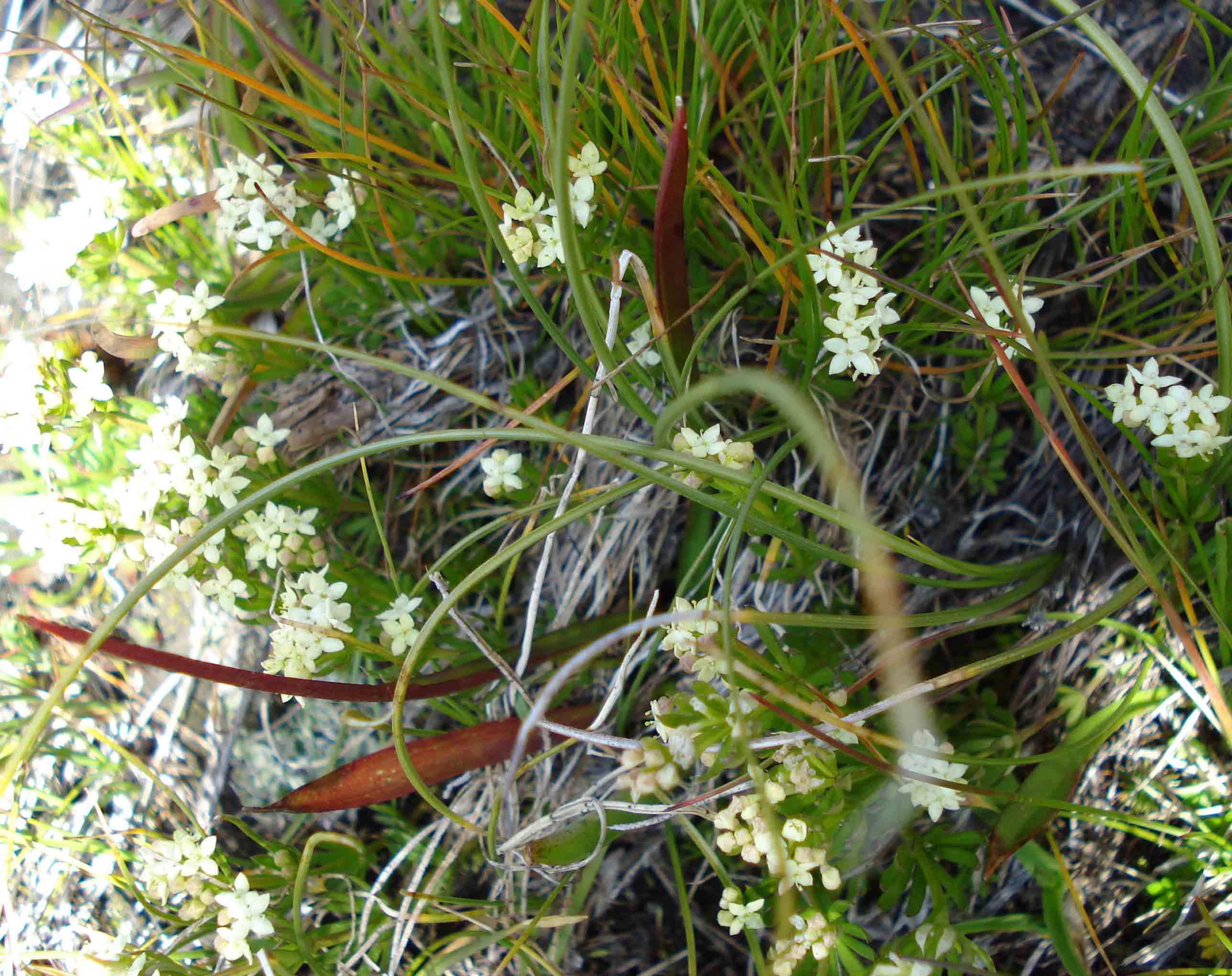 crucifera dal Monte Crammont (Valle D''Aosta)?- Galium