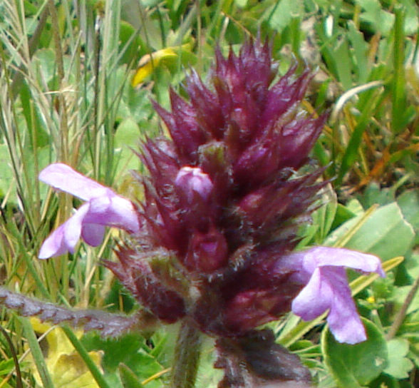 Stachys cfr. pradica