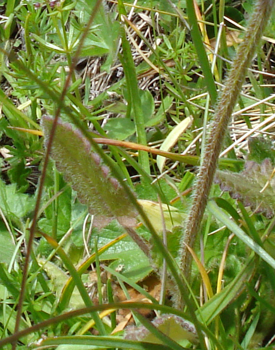 Stachys cfr. pradica