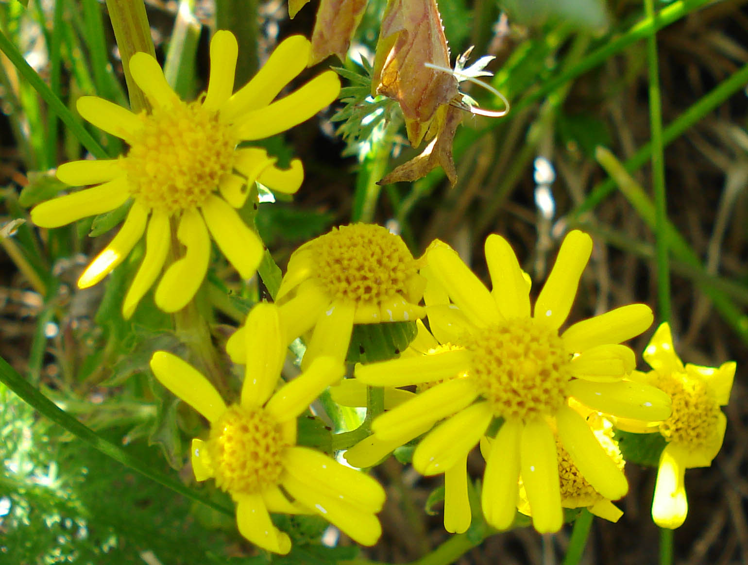 Senecio squalidus L. s.l.