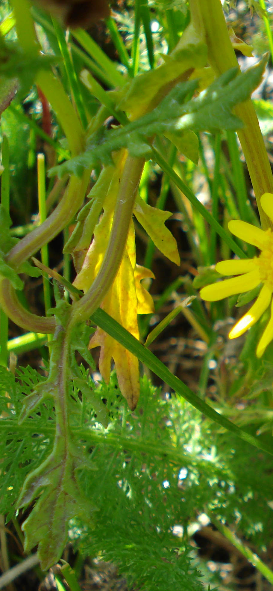 Senecio squalidus L. s.l.
