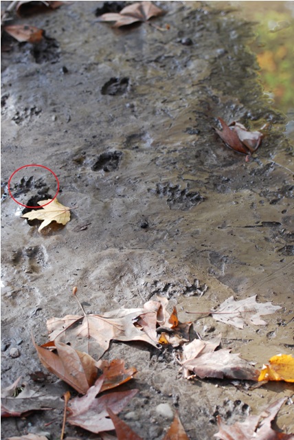 Orme nel fango: identificazione