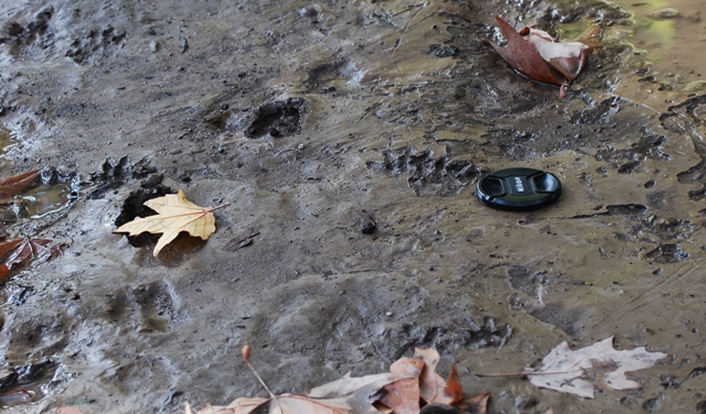 Orme nel fango: identificazione