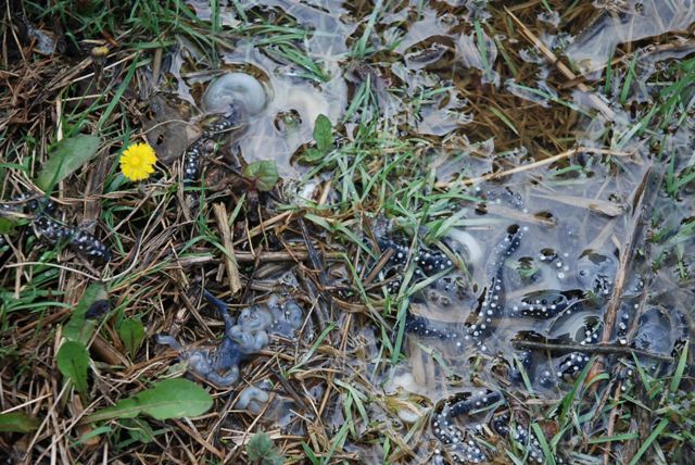 resti della predazione di una rana femmina