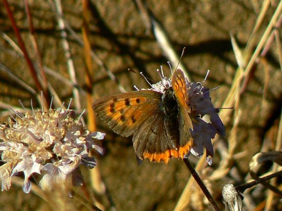 Lycaena phlaeas a fine Dicembre