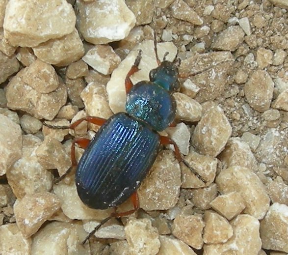 identificazione Carabide: Cymindis miliaris