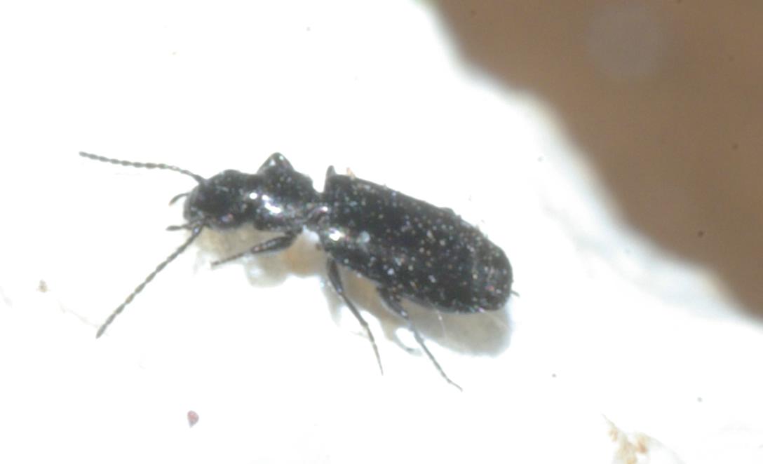 Carrellata di Carabi!!!