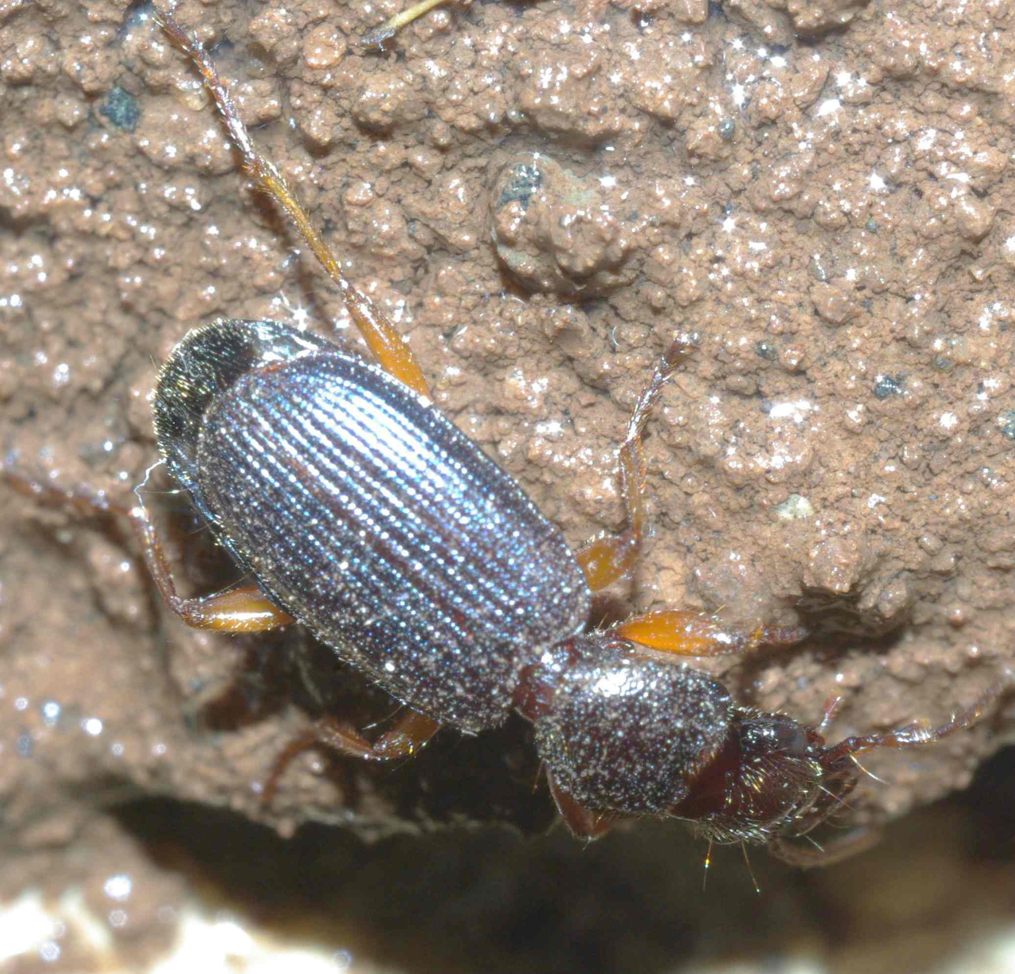 identificazione Carabide: Cymindis miliaris