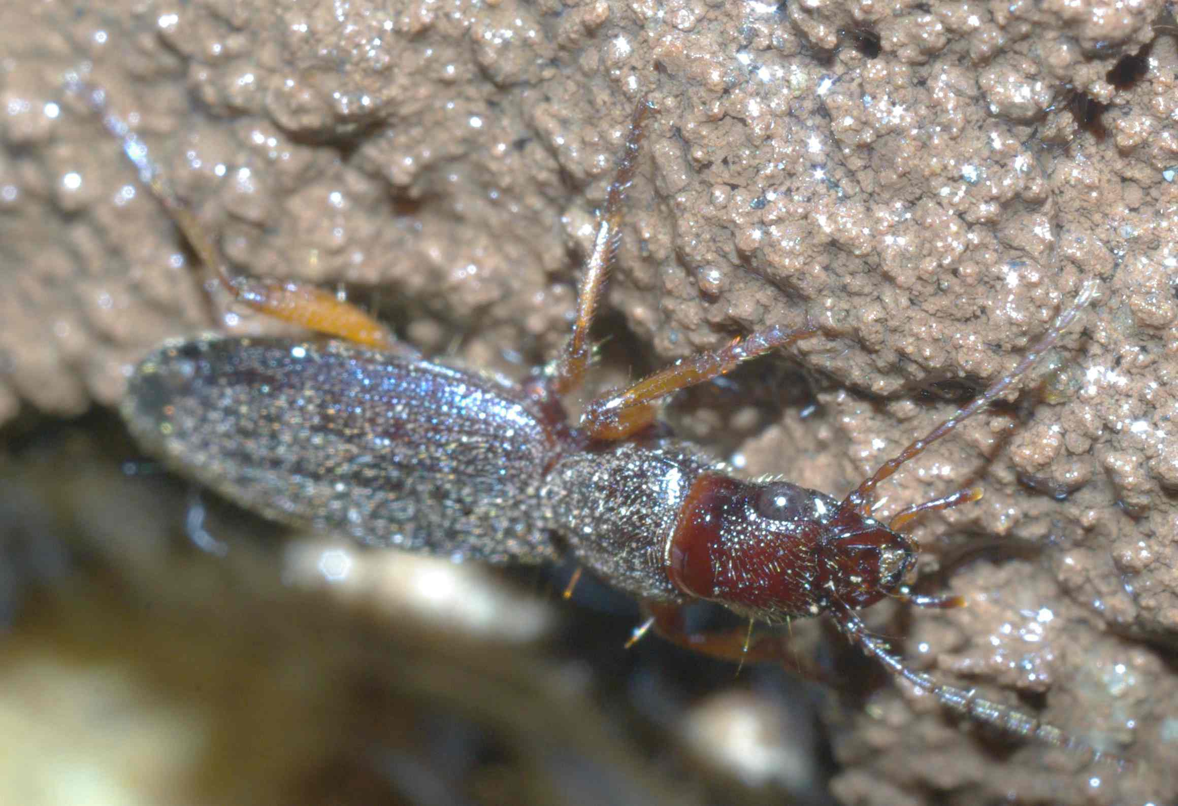 identificazione Carabide: Cymindis miliaris