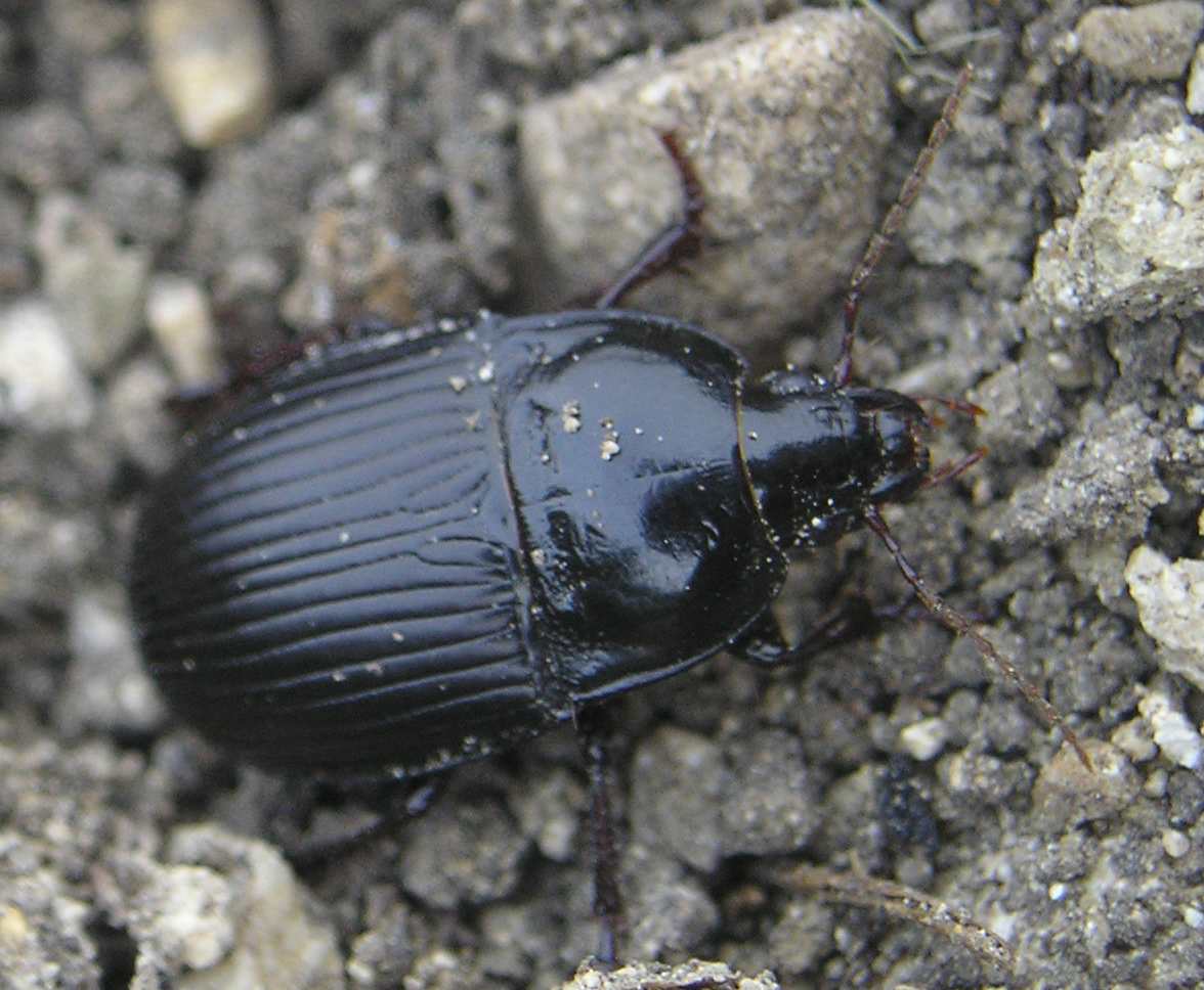 Carrellata di Carabi!!!