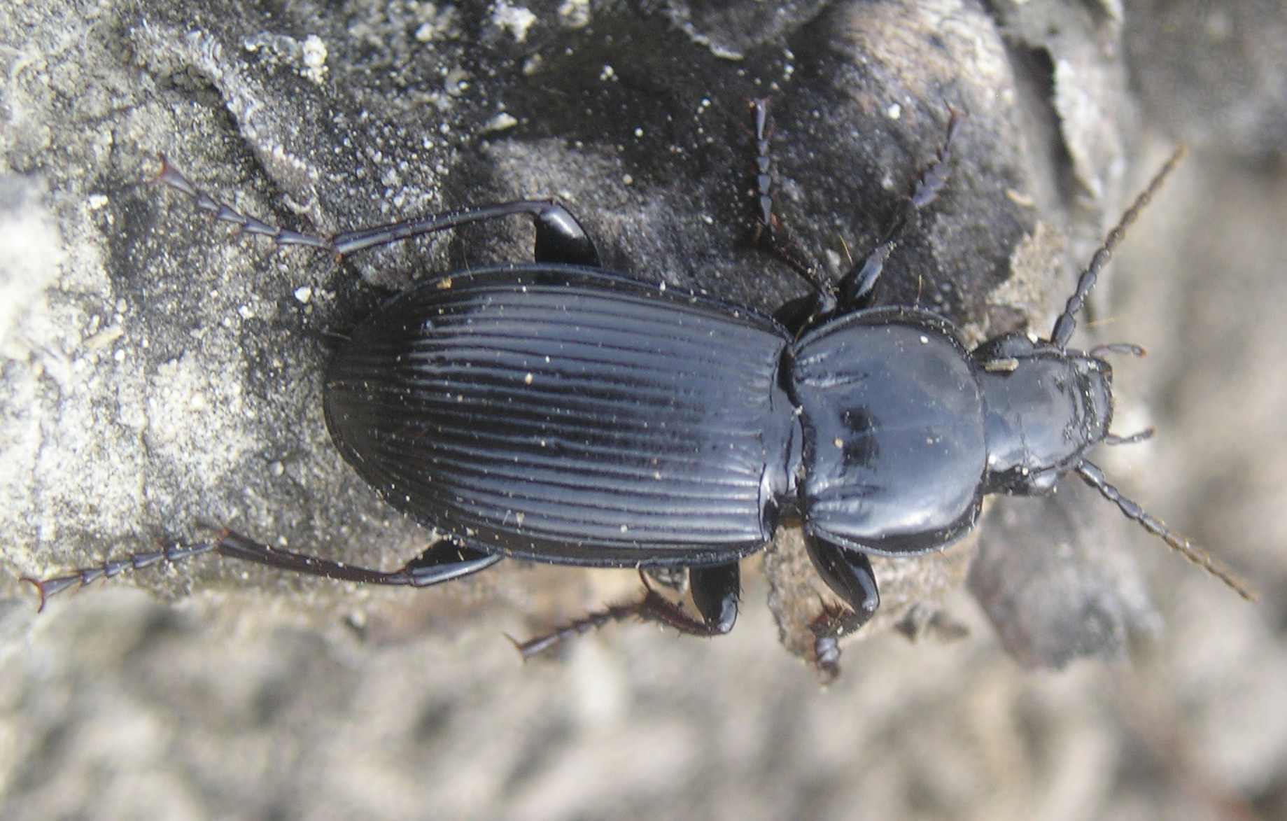 Carrellata di Carabi!!!