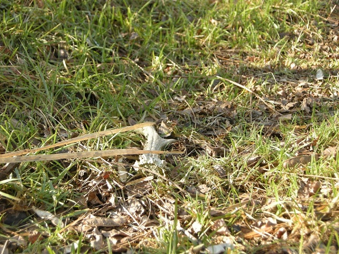 palchi raccolti