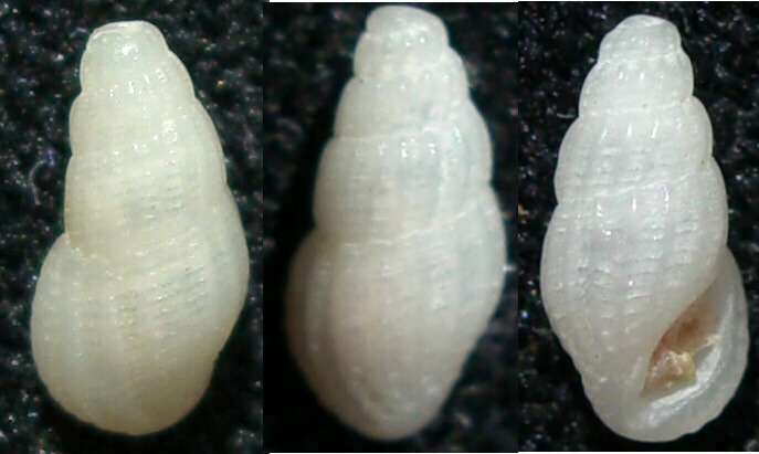 Per gli amanti delle conchiglie davvero piccole