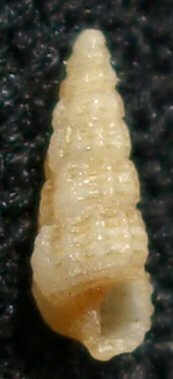 Per gli amanti delle conchiglie davvero piccole