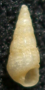 Per gli amanti delle conchiglie davvero piccole