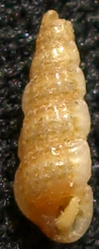 Per gli amanti delle conchiglie davvero piccole