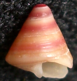 Per gli amanti delle conchiglie davvero piccole