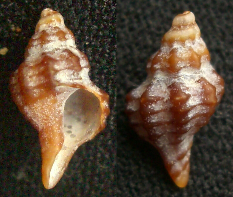 Hexaplex trunculus ?