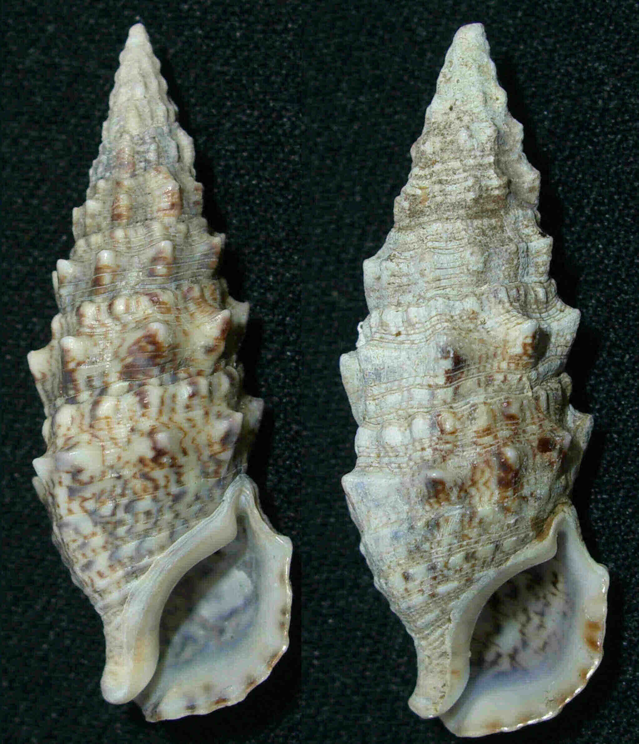 Cerithium vulgatum