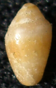 Per gli amanti delle conchiglie davvero piccole