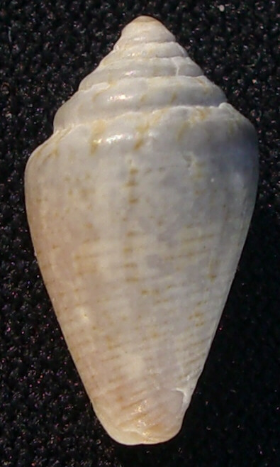 Conus chersoideus (Nardo, 1847)
