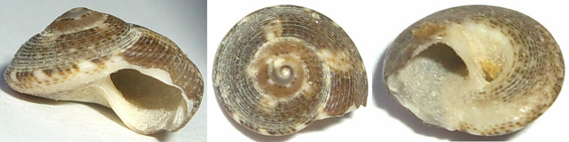 Gibbule dall''Isola d''Elba