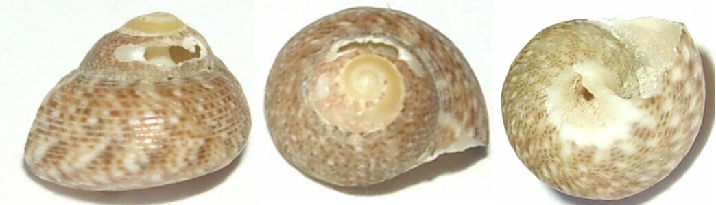 Gibbule dall''Isola d''Elba