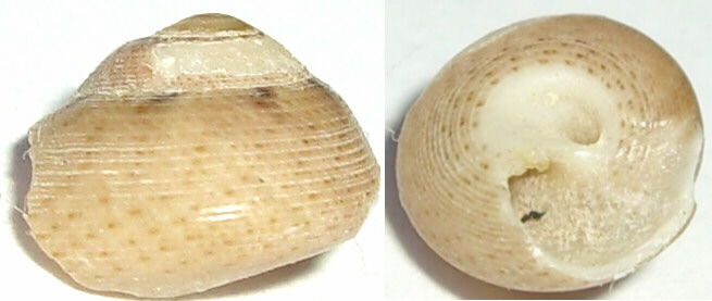 Gibbule dall''Isola d''Elba