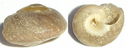 Gibbule dall''Isola d''Elba