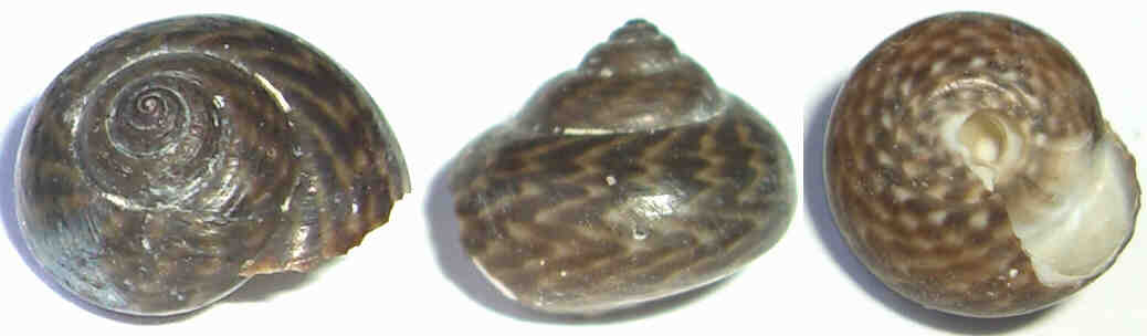 Due conchiglie dell''Isola d''Elba