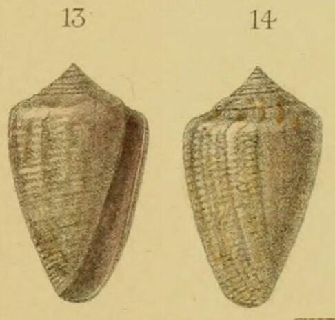 Conus mediterraneus cfr. vayssieri