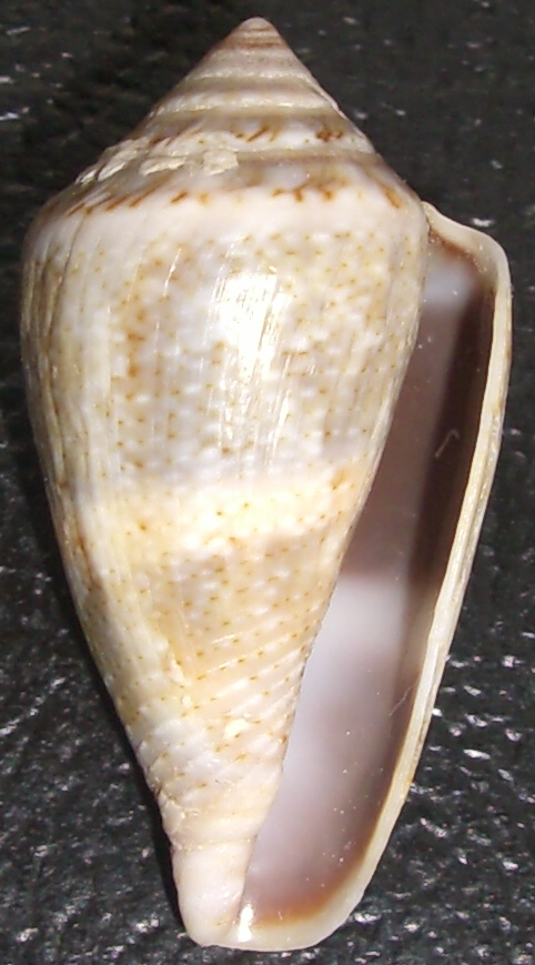 Conus mediterraneus cfr. vayssieri