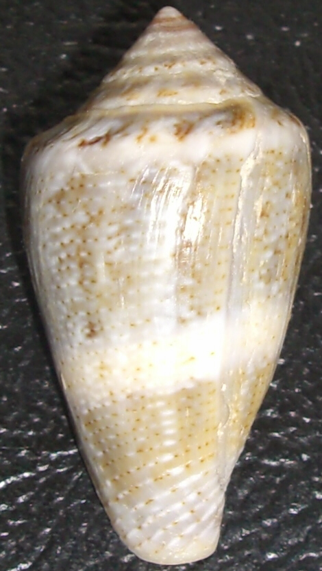 Conus mediterraneus cfr. vayssieri